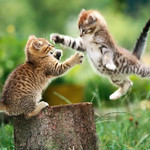 attack&defence attack&defence