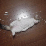 殺にゃん事件 殺にゃん事件
