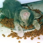 もう食えないにゃ もう食えないにゃ