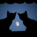 猫月猫 猫月猫