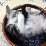 ねこかご ねこかご