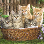 猫々 猫々