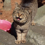 なー、エサくれ、なー なー、エサくれ、なー