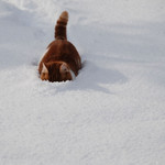 除雪……猫 除雪……猫