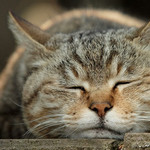 猫のおっさん 猫のおっさん