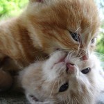 すきにして すきにして