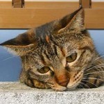 そんな…日食が… そんな…日食が…