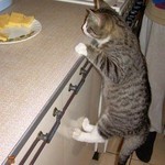 おなかすきねこ おなかすきねこ