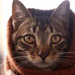 放浪猫 放浪猫