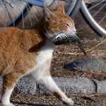 ばっんごっはんー♪ ばっんごっはんー♪