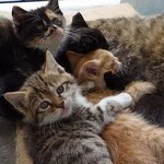 ねこだまり ねこだまり