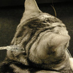 USB対応ねこ USB対応ねこ