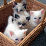 ねこばすけっと ねこばすけっと