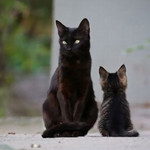 ねここねこ ねここねこ