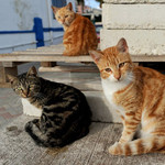 ふりむきねこ ふりむきねこ