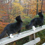猫の旅 猫の旅