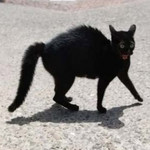 おこってますねこ おこってますねこ