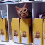 ふぉるだねこ ふぉるだねこ