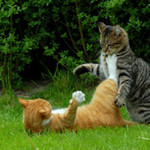 ねこきーっく ねこきーっく