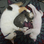 ねこかわのじ ねこかわのじ