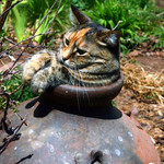 猫の壺 猫の壺