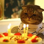 誕生日おめでとう 誕生日おめでとう