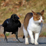 ついてくるな ついてくるな