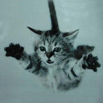 すかいだいびんぐねこ すかいだいびんぐねこ
