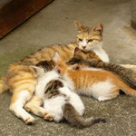 こねこどこのこ こねこどこのこ