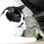 固い猫 固い猫