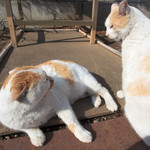 いっしょくそくはつねこ いっしょくそくはつねこ