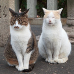 みみぴーん みみぴーん