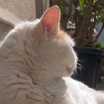 あんにゅいねこ あんにゅいねこ