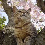 春猫 春猫