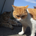 おこってないわ おこってないわ