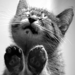 くるしそうなこねこ くるしそうなこねこ