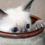 壺猫 壺猫