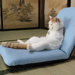 座椅子猫 座椅子猫