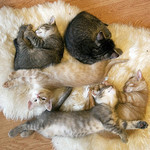 ねこだまり ねこだまり