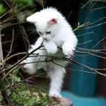 木登り猫 木登り猫