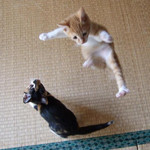 あちょちょー あちょちょー