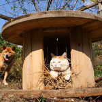 新居に入居 新居に入居