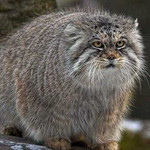 がるるるる がるるるる