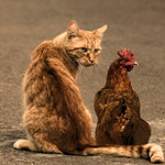見返り猫&こけこっこー 見返り猫&こけこっこー
