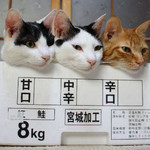 どれにしますか? どれにしますか?