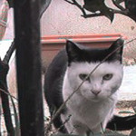 ぼうしねこ ぼうしねこ