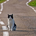 旅猫 旅猫