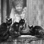 ねこでこまってます ねこでこまってます