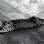 でろれん でろれん