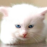 しろねこ様がみてる しろねこ様がみてる